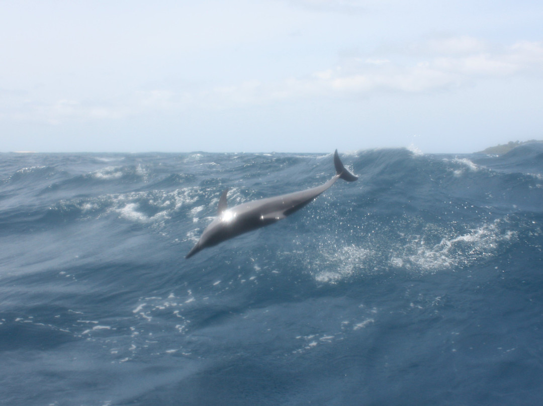 Sea Blue Safari-Mamoudzou必去景点