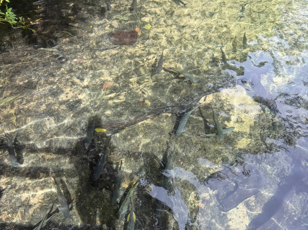 Recanto Ecologico Rio da Prata-博尼图必去景点