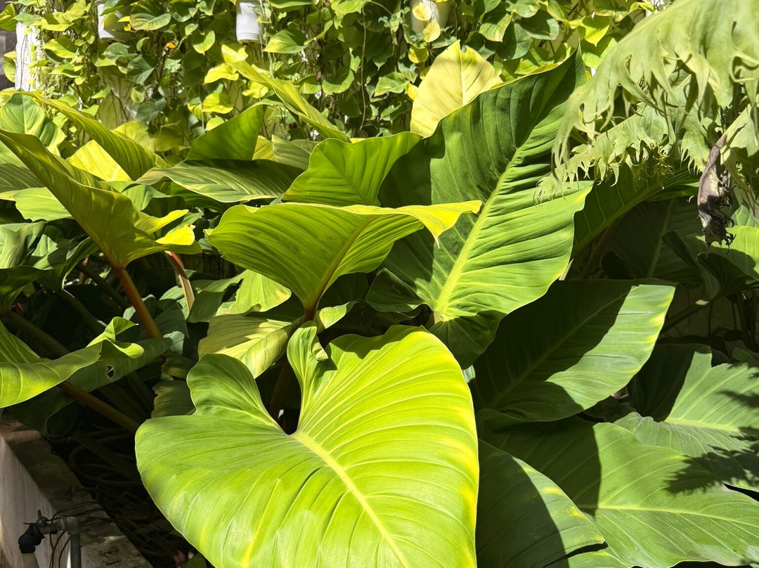 Hidden Garden-维甘必去景点