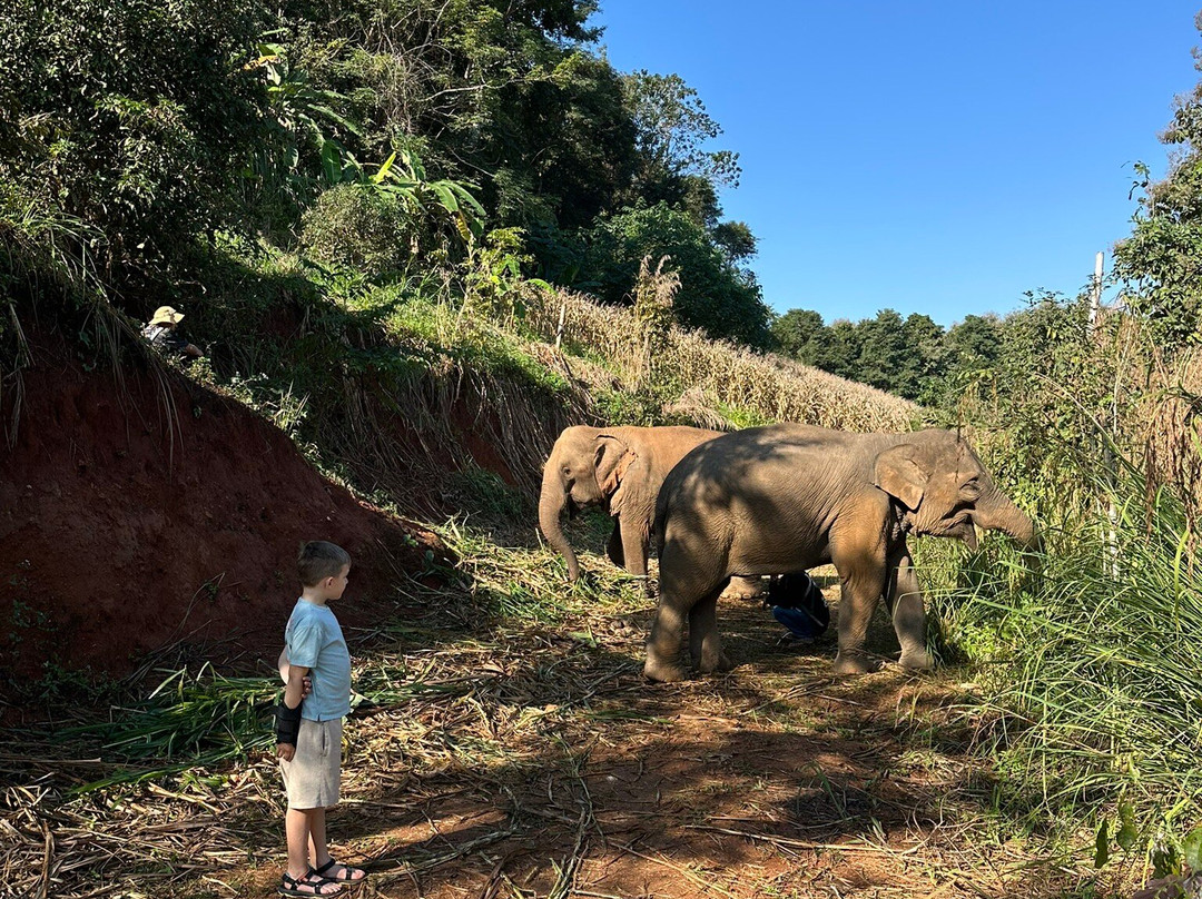 Elephant Sanctuary Care Park-清迈必去景点