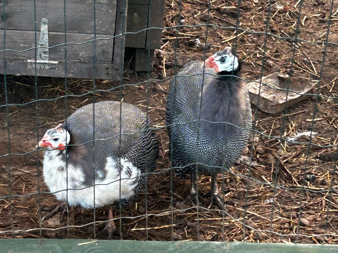 Lucky Tails Alpaca Farm-Atherstone必去景点