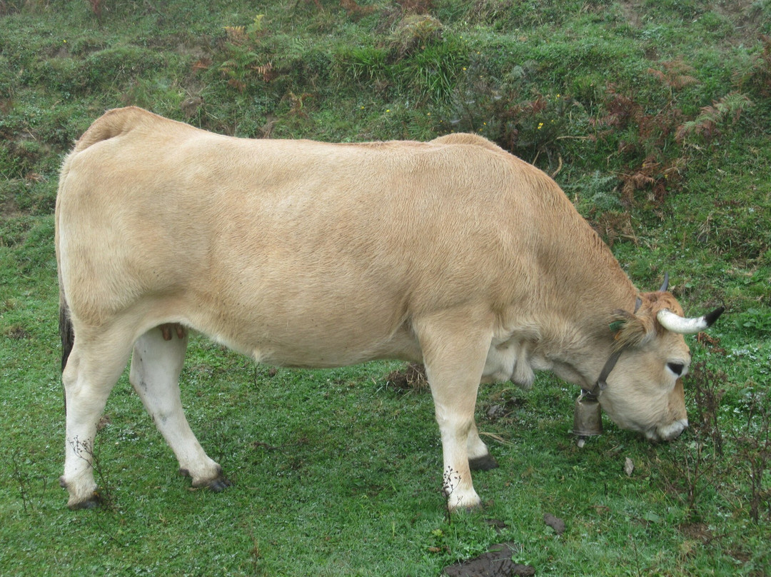 Lagos de Covadonga-Cangas de Onis必去景点