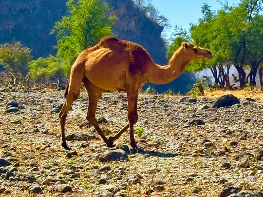 Salalah Explore Adventure Trips-塞拉莱必去景点
