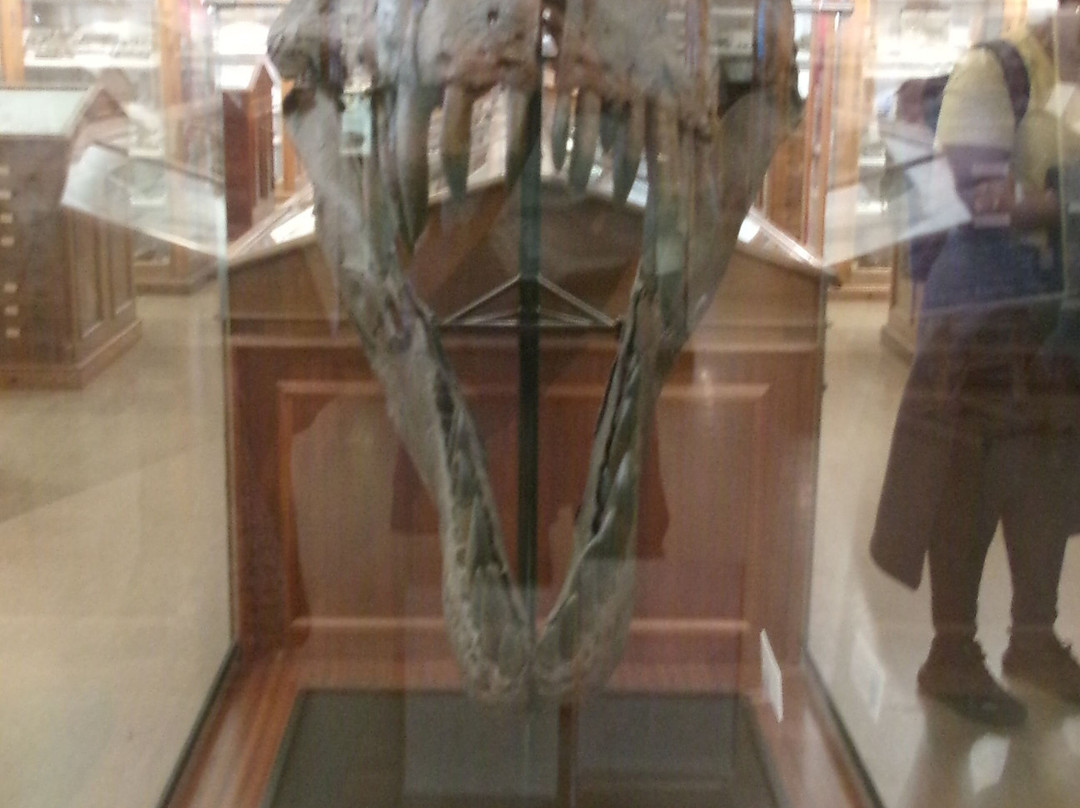 Sedgwick Museum of Earth Sciences-剑桥必去景点