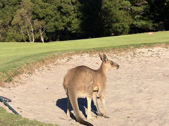 Kangaroo Encounters Guided Tours-尼尔森湾必去景点