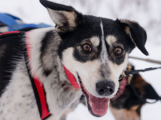 Campbell's Racing Sled Dogs-Melfort必去景点