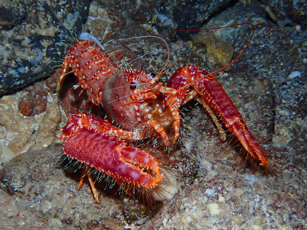 Maui Diamond Sea Sports-玛阿拉也亚必去景点