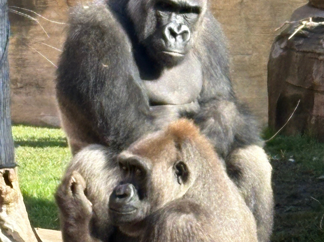 Bioparc Fuengirola-福恩吉罗拉必去景点