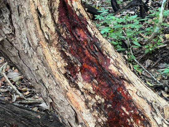 Calakmul Adventures day tours-Xpujil Town必去景点