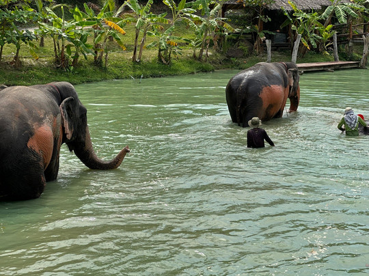 Phuket Elephant Care-奈通必去景点