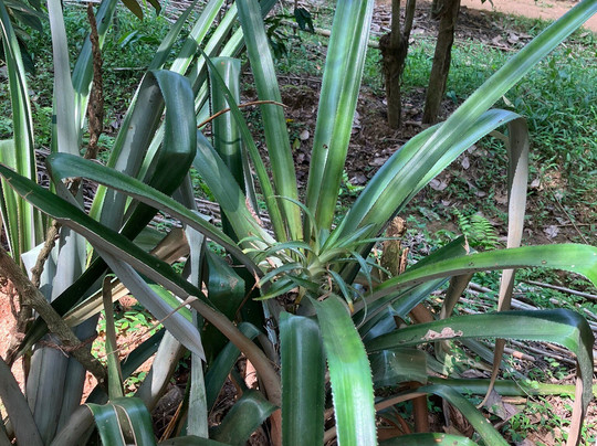 Kandy Spice Walk-康提必去景点