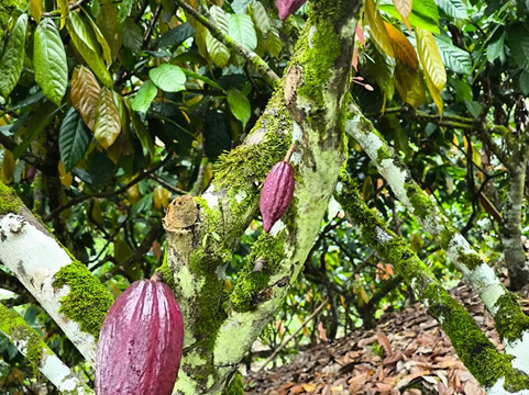 Luciano Turismo e Passeios em Ilhéus-Ilheus必去景点
