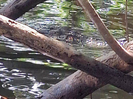 Lucky Boat Safari-班托塔必去景点