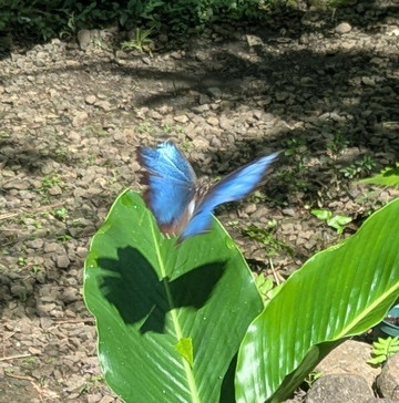 Royal Butterflies-哈科必去景点