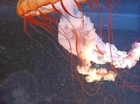 Aquarium de Biarritz-比亚里茨必去景点