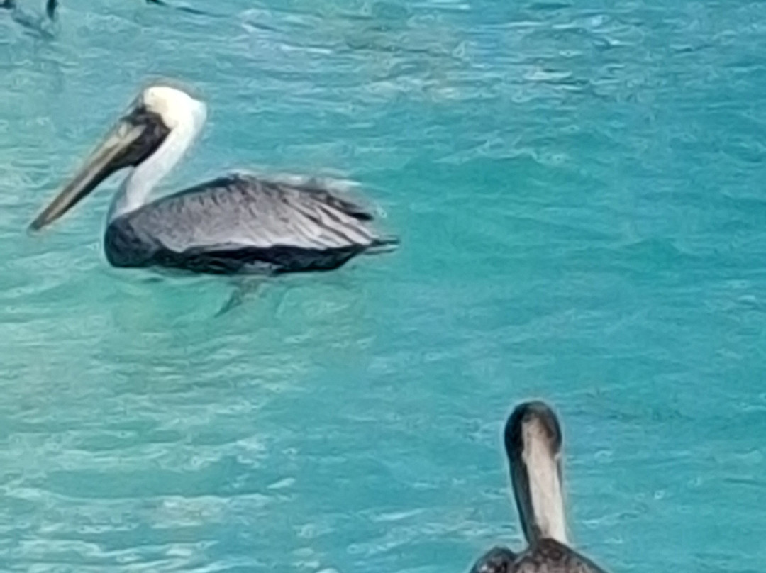 Isla Mujeres Golf Cart Rentals-女人岛必去景点