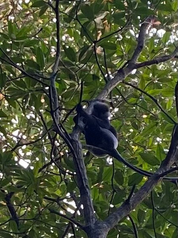 Lucky Boat Safari-班托塔必去景点
