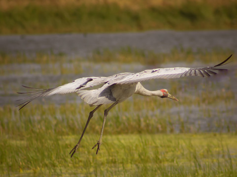 The Western Treatment Plant-韦里比必去景点