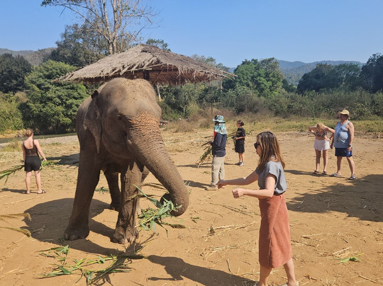 Living Green Elephant Sanctuary-清迈必去景点