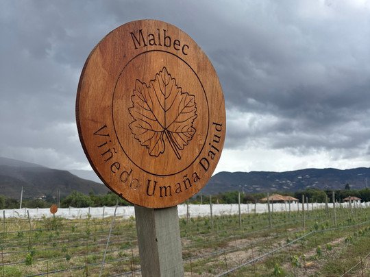 Vinedo Umana Dajud-莱瓦镇必去景点