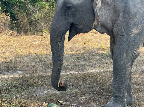 Cambodia Wildlife Sanctuary-暹粒必去景点