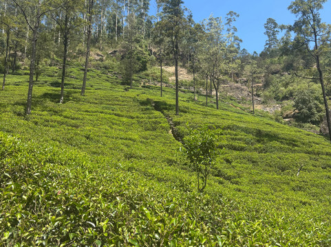 Sri Lankan Spring Tours-蒂瑟默哈拉默必去景点