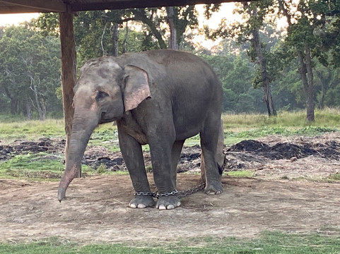 Elephant Breeding Centre-苏拉哈必去景点