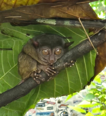 Guide to the Philippines-马尼拉必去景点