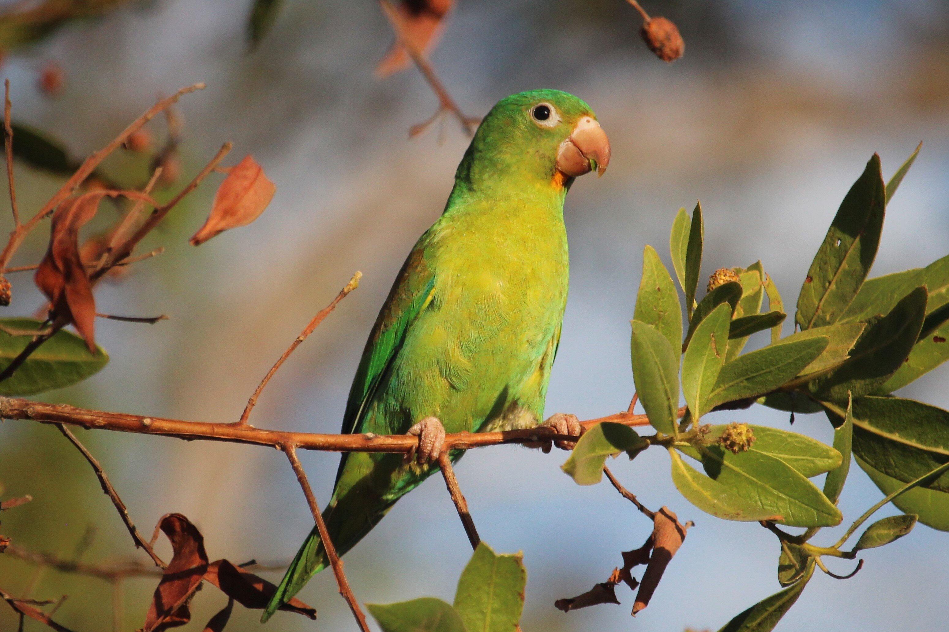 瓜纳卡斯特全包式悦宜湾酒店-泳池