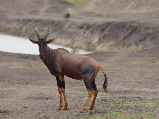 Gorillas and Wildlife Safaris-布恩迪难以穿越的国家公园必去景点