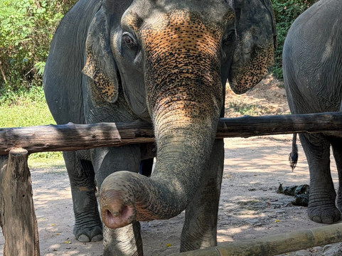Hidden Forest Elephant Reserve-查龙必去景点
