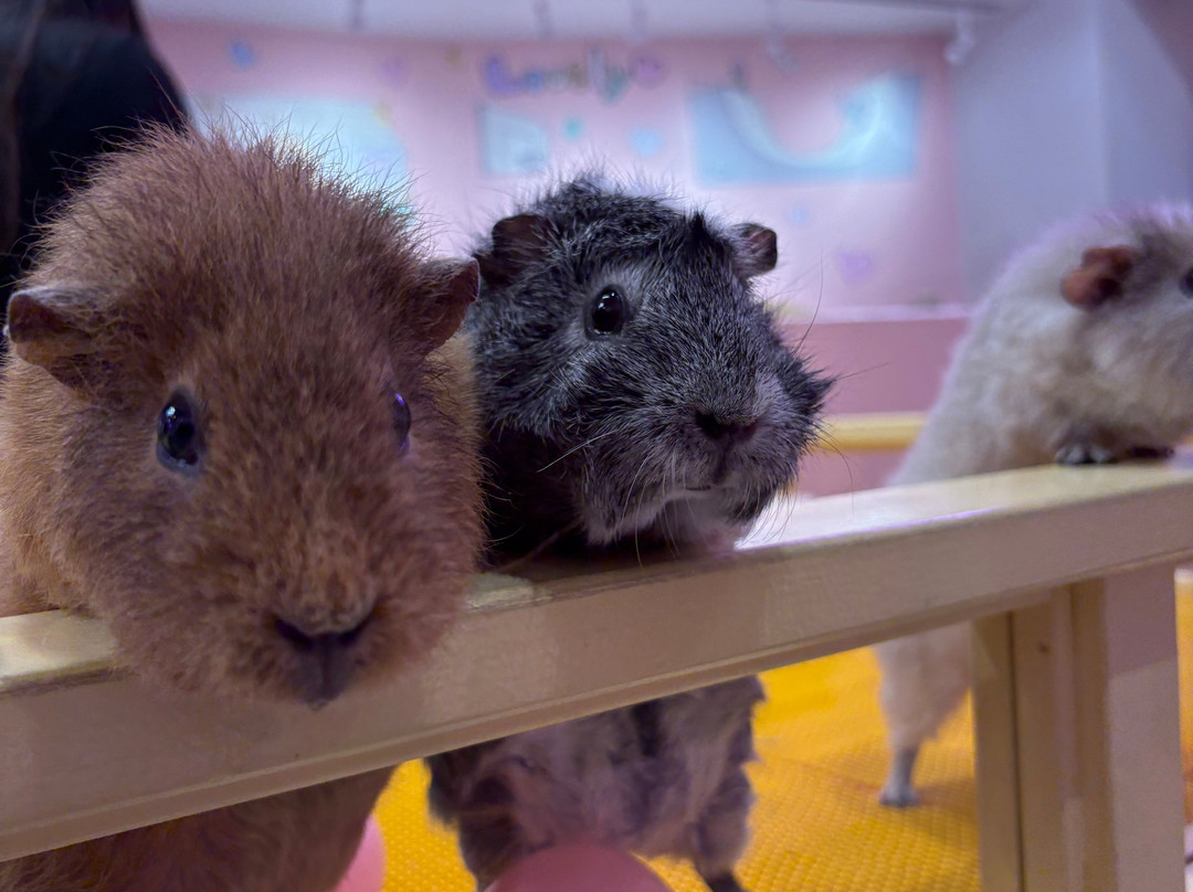 Harajuku Kawaii Land Kyun Kyun-涩谷区必去景点