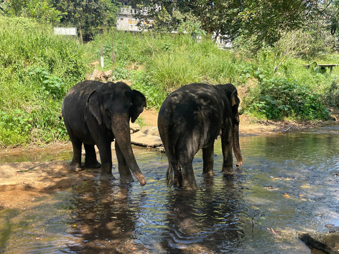 Elephant Freedom Project-凯格勒 必去景点