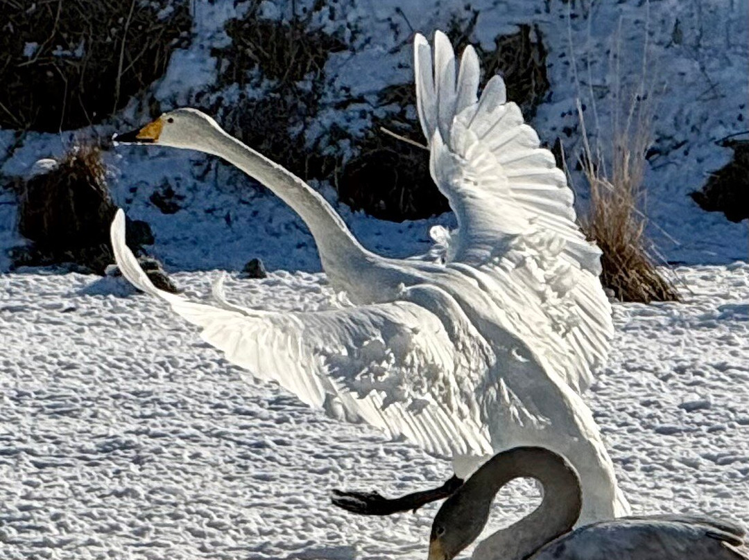 Akan International Crane Centre-钏路市必去景点