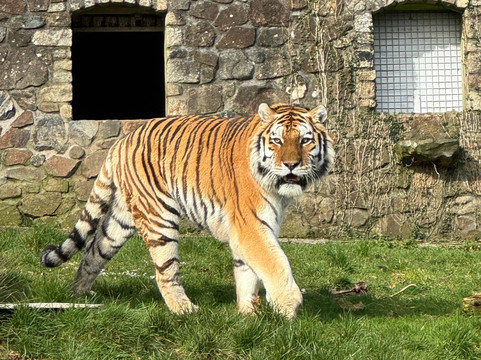 Dartmoor Zoological Society-Sparkwell必去景点