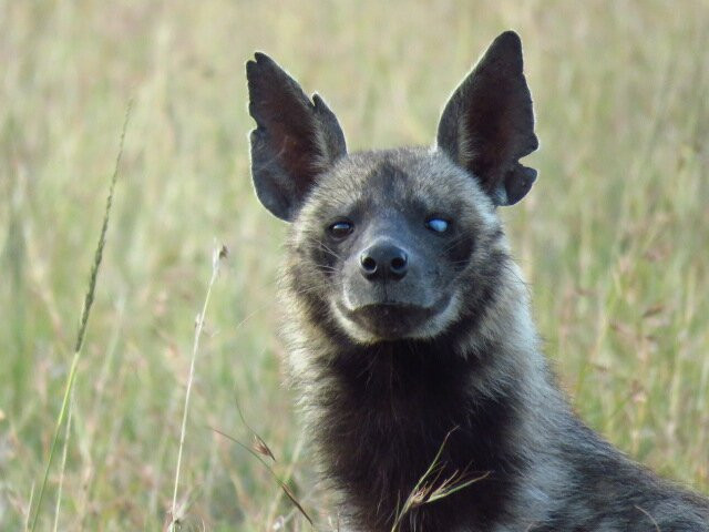 Flexivel Kenya Safaris-内罗毕必去景点