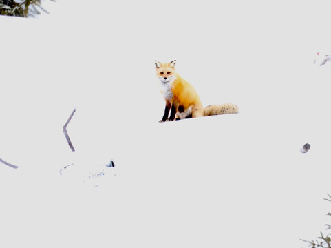 Yellowstone Wild-加德纳必去景点