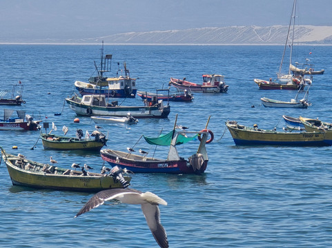 Costa Restaurante Guanaqueros