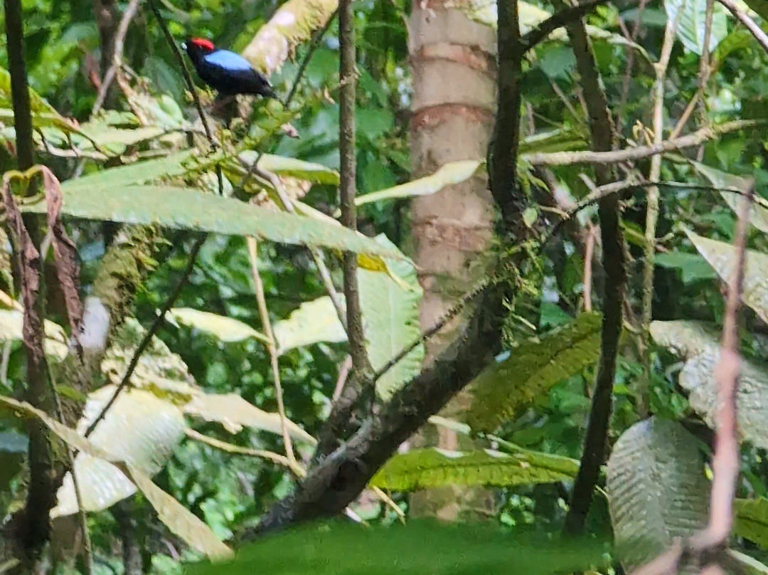 Unique Tours Tobago -Tours-斯卡伯勒必去景点