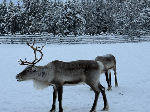 Jaakkola Reindeer Farm-Luosto必去景点