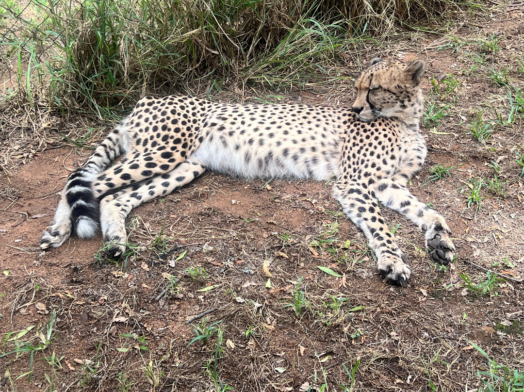 Wildside Tours and Safaris - Day Tours-约翰内斯堡必去景点