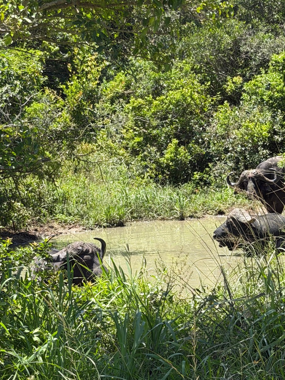 Kwalucia Private Safari Retreat-官方