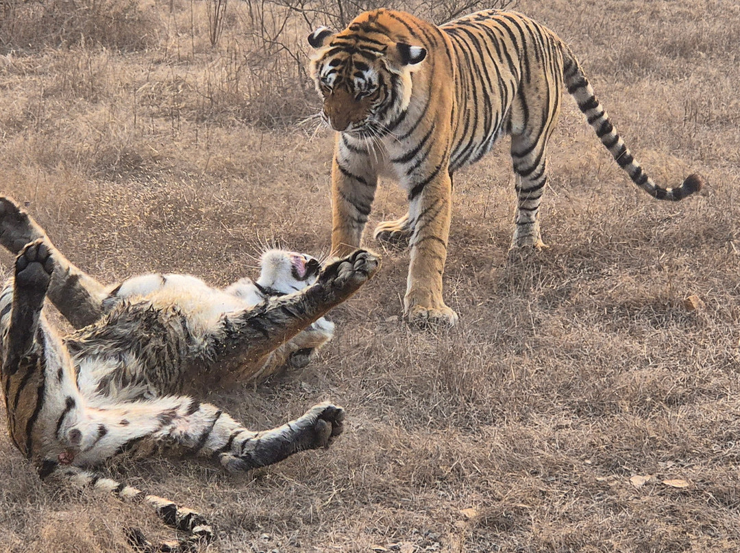 Ranthambore Tiger Safari-瑟瓦伊马托布尔必去景点