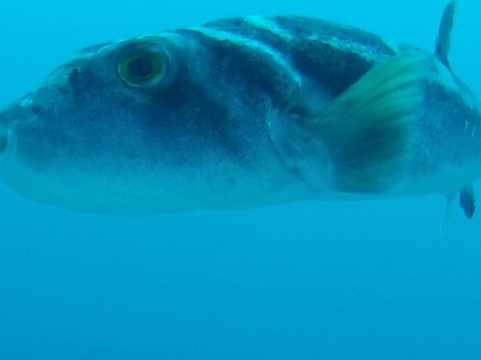 Scuba Iguana-阿约拉港必去景点