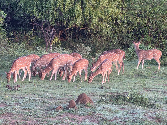 Sri Lankan Personal Drivers-科伦坡必去景点