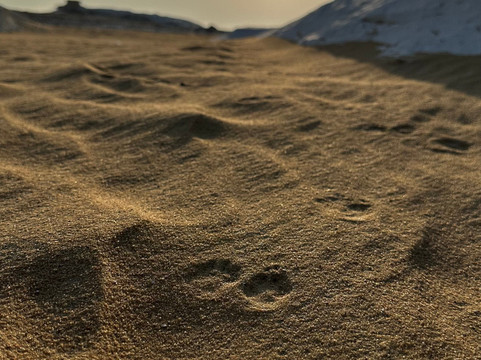 tamer safari-开罗必去景点