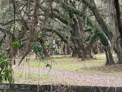 Grape Hammock Airboat & Alligator Tours-莱克威尔士必去景点