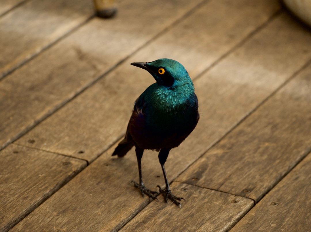Legends of Africa-霍德斯普鲁特必去景点
