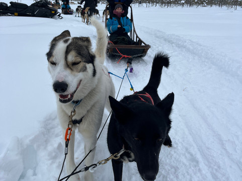 哈士奇雪橇之旅-罗瓦涅米必去景点