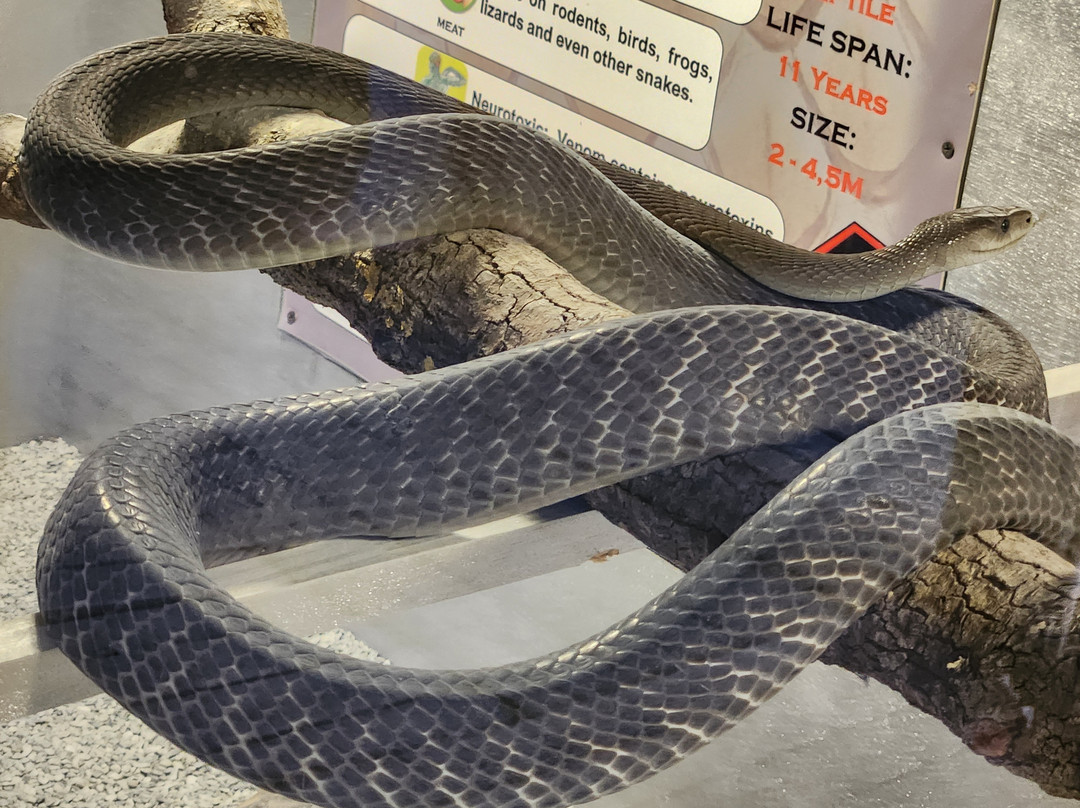 Giraffe House Wildlife Awareness Centre-斯泰伦博斯必去景点